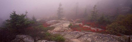 Cadillac Mountain, Acadia National Park, Maine by Panoramic Images art print