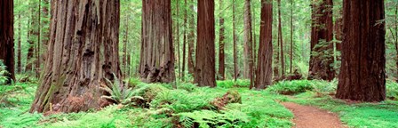 Avenue Of The Giants, Founders Grove, California by Panoramic Images art print