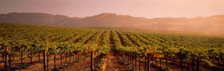 Vineyard in Geyserville, CA by Panoramic Images art print