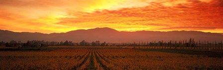 Sunset over Napa Valley by Panoramic Images art print