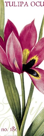 Tulipa Oculus art print