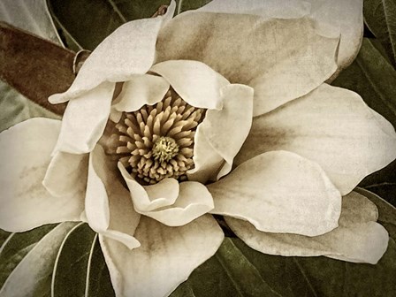 Classic Magnolia I by Rachel Perry art print