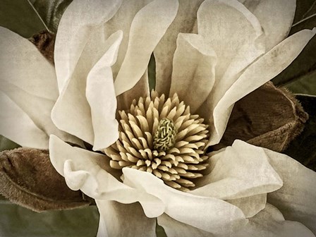 Classic Magnolia II by Rachel Perry art print