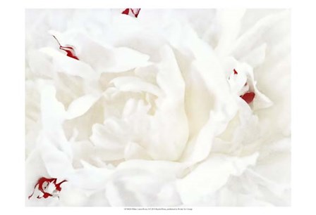 White Linen Peony I by Rachel Perry art print