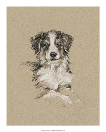 Breed Sketches IV by Ethan Harper art print