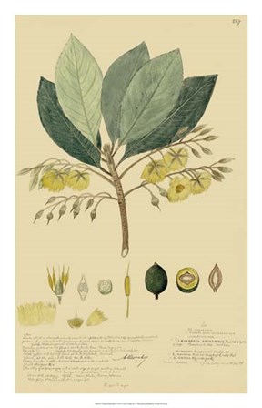 Tropical Descubes II by Alexandre Descubes art print