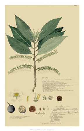 Tropical Descubes III by Alexandre Descubes art print