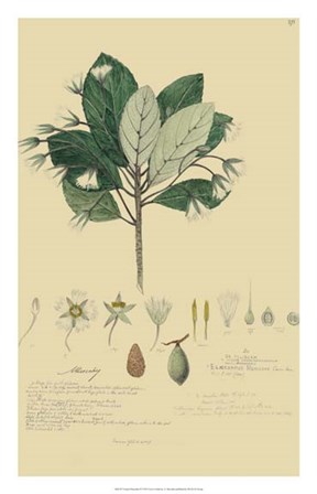 Tropical Descubes IV by Alexandre Descubes art print