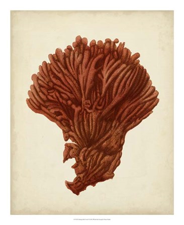 Antique Red Coral I by Vision Studio art print