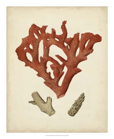 Antique Red Coral II by Vision Studio art print