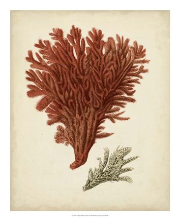 Antique Red Coral V by Vision Studio art print