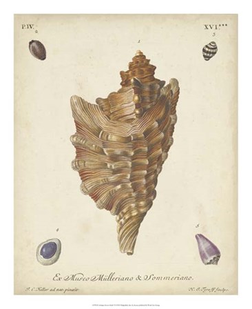 Antique Knorr Shells VI by George Wolfgang Knorr art print