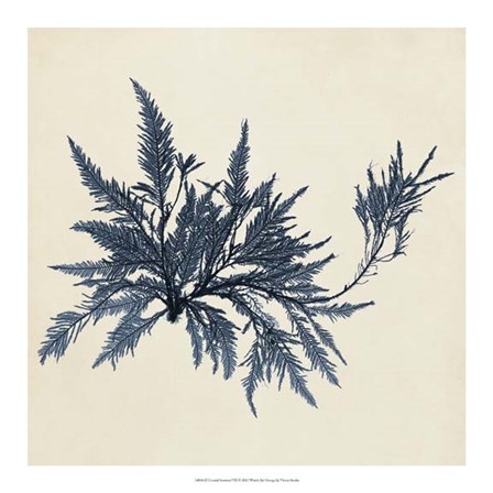 Coastal Seaweed VII by Vision Studio art print