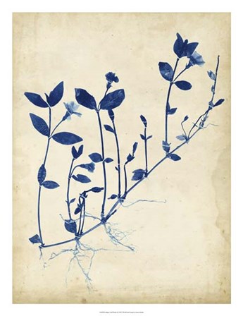 Indigo Leaf Study II by Vision Studio art print