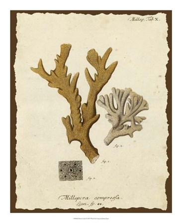 Natura Coral I by Johann Esper art print