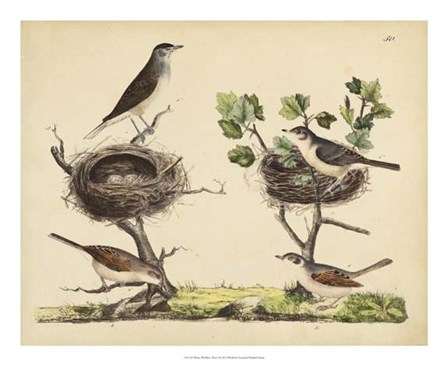 Wrens, Warblers &amp; Nests I by Friedrich Strack art print
