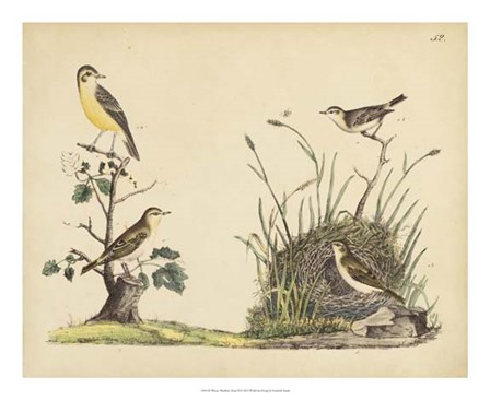Wrens, Warblers &amp; Nests II by Friedrich Strack art print