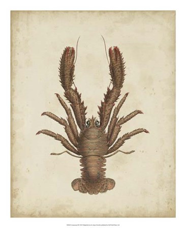 Crustaceans III by James Sowerby art print