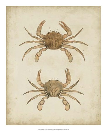 Crustaceans VI by James Sowerby art print