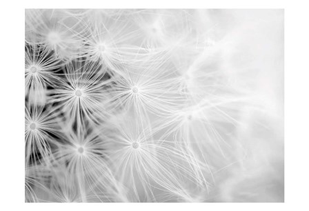 Wishes bw by Tracey Telik art print
