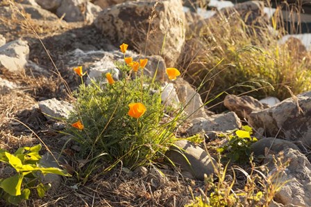 Bloomin Poppies by Chris Moyer art print