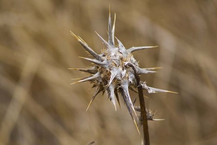 Island Thistle by Chris Moyer art print