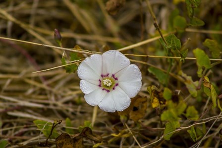 Lone Bloomer by Chris Moyer art print