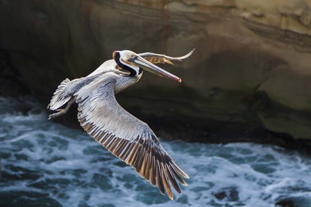 Pelican Flight by Chris Moyer art print