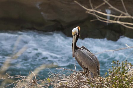 Pelican Stare by Chris Moyer art print