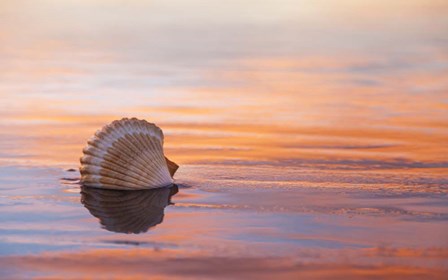 Shellflection by Chris Moyer art print