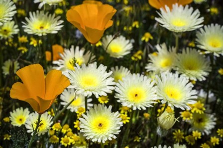 Poppies and Daisies by Janice Sullivan art print