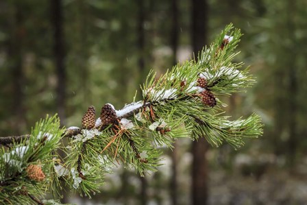 First Snowfall by Galloimages Online art print