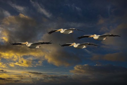 Pelican Foursome by Galloimages Online art print