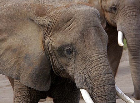 Elephants 2 by Galloimages Online art print