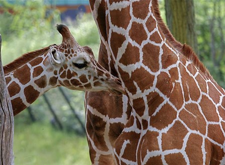 Giraffe And Calf by Galloimages Online art print