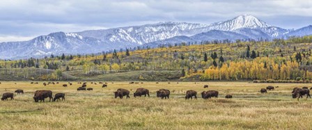 Grand Teton Bison Grazing by Galloimages Online art print