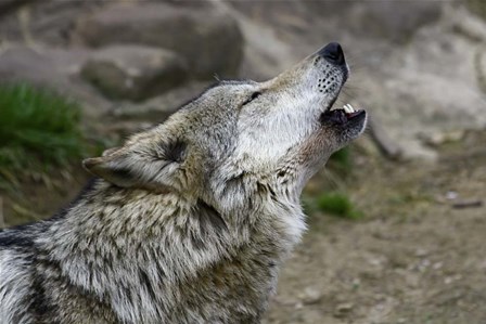 Mexican Wolf by Galloimages Online art print
