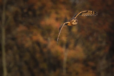 Short Eared Owl by Galloimages Online art print