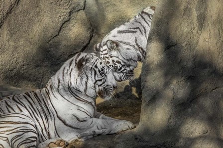 White Tiger Headbutt by Galloimages Online art print