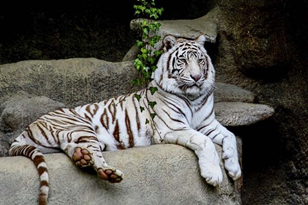 White Tiger by Galloimages Online art print