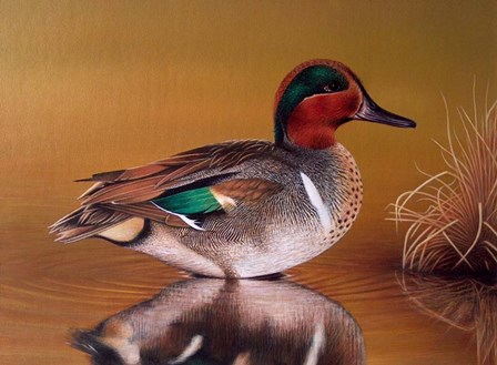 Green Winged Teal by Clarence Stewart art print