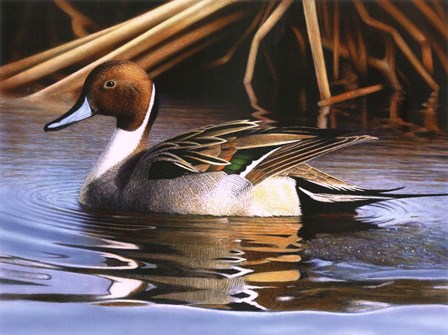 Northern Pintail I by Clarence Stewart art print