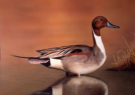 Northern Pintail II by Clarence Stewart art print