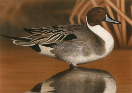 Northern Pintail III by Clarence Stewart art print