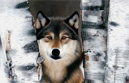 Wolf Peeking Through The Birch by Clarence Stewart art print