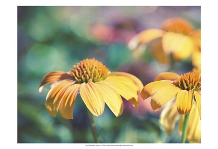 Mellow Yellows II by Sonja Quintero art print