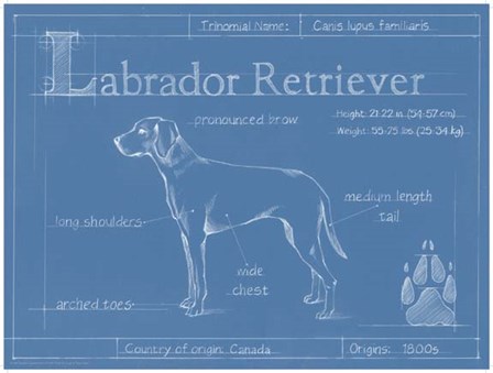 Blueprint Labrador Retriever by Ethan Harper art print