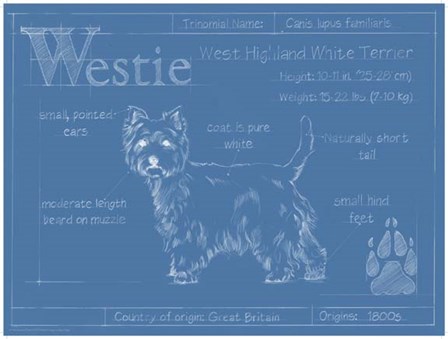 Blueprint Westie by Ethan Harper art print