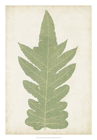 Fern Family IX by E.J. Lowe art print