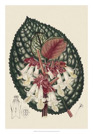 Begonia Varieties III by Stroobant art print